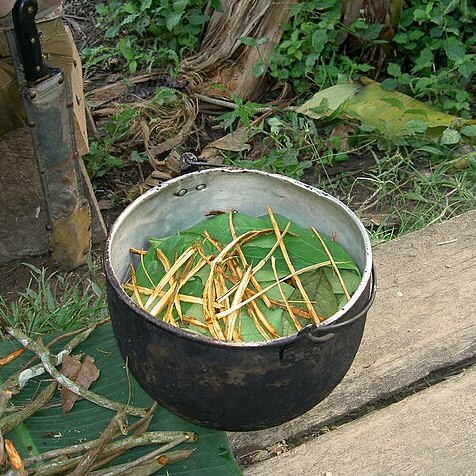 ayahuasca brew with leaves and bark