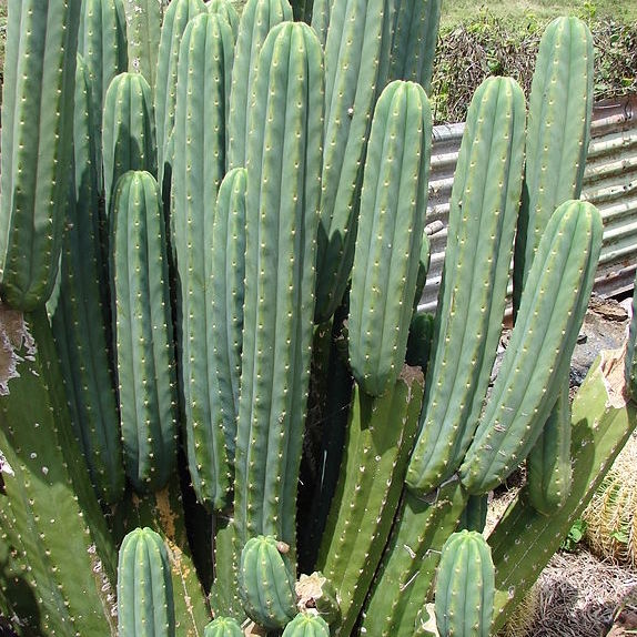 huachuma cactus