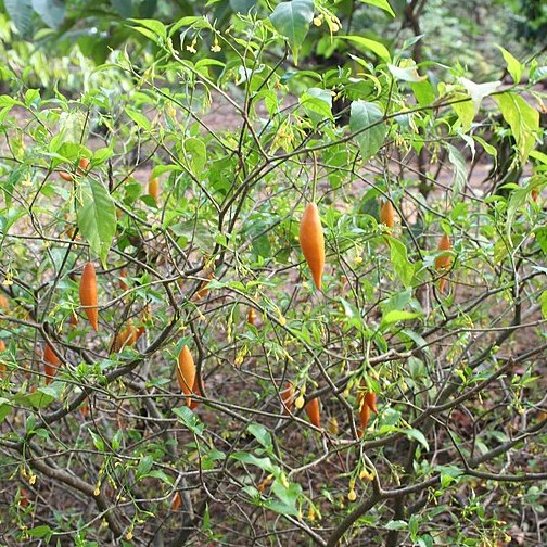 iboga shrub