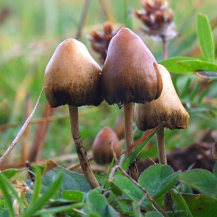 three mushrooms